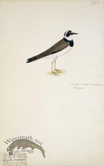 189 Swedish Birds . Charadrius Hiaticula, Ringed Plover